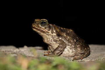 Common toad or European toad species of frog in the Bufonidae family with black background