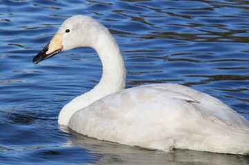 The white swan is swimming in the pond.