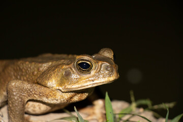 Common toad or European toad species of frog in the Bufonidae family with black background