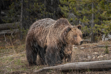 USA, Wyoming, Yellowstone National Park. Grizzly bear cub sheltering under mother in snowfall. © Danita Delimont