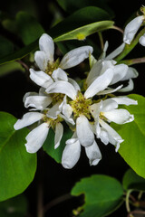 Flowers of the Western Serviceberry (Amelanchier alnifolia)