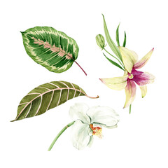 set of isolated tropical watercolor orchid flowers and leaves hand painted for cards and invitations
