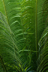 Obraz na płótnie Canvas Green palm leaf pattern
