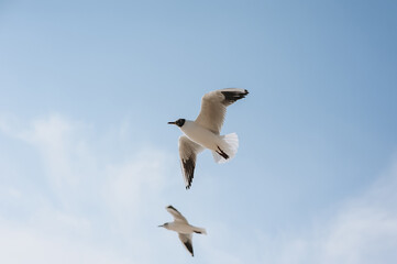 Large white seagulls fly against the blue sky, hovering above the clouds, spreading their long wings during the day. Summer, spring photography of a bird.