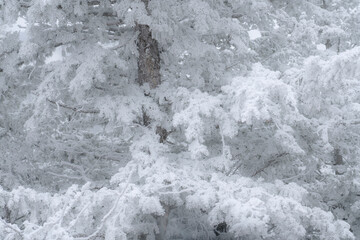 USA, Wyoming, Yellowstone National Park. Spring snow on trees in Dead Indian Pass.