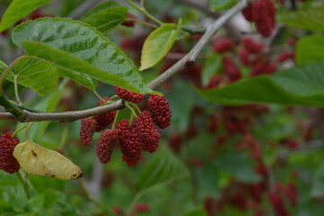 Mulberry on the branch. healthy fruit grains.