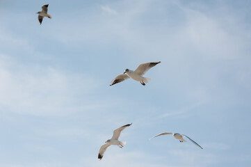 Obraz premium A flock of beautiful white and gray sea gulls flies against the blue sky, soaring above the clouds on a sunny day. Photo of a bird.