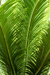 Obraz na płótnie Canvas Green palm leaf pattern