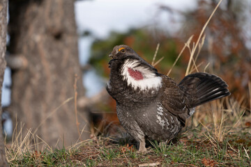 USA, Wyoming, Yellowstone National Park. Dusky grouse male displaying for female.