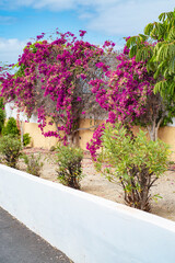 Spring has sprung nature, island, colors green pink sky blue clouds garden elegant botanic 