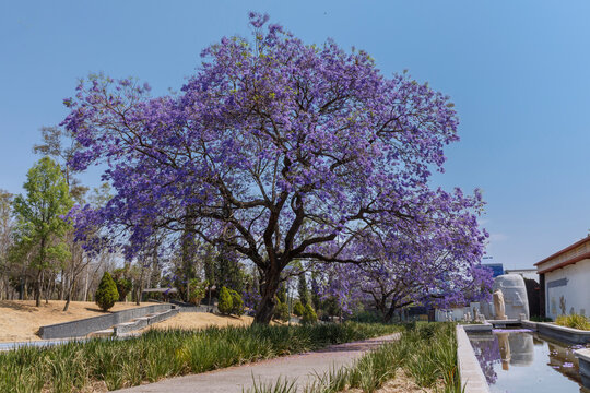 &Aacute;rbol de Jacaranda en la Ciudad de M&eacute;xico  con el cielo azul y plantas verdes en la base.