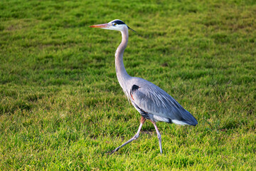 Fototapeta premium Side view of great blue heron walking on green grass.