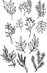 Ink sketches bundle, outline black and white drawings of meadow herbs. Design set. Can be used for logo design or any other minimalist design in ecologic style. Vector illustration