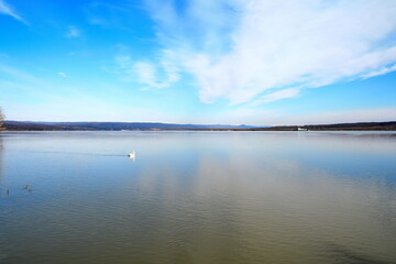 On the beautiful blue Danube. The swan swims along the danube river. 