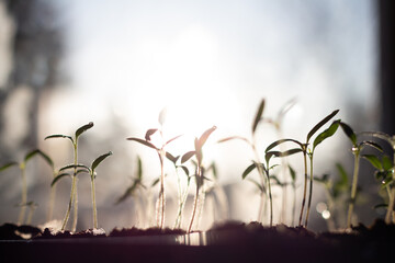 young seedlings beginning to grow backlit by morning sun