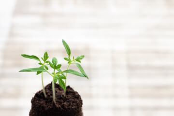 tomato plant seedlings against light wood background