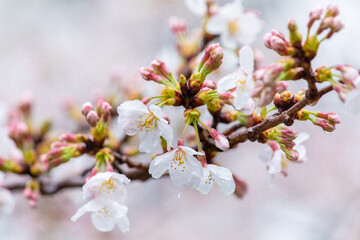 桜の花と蕾