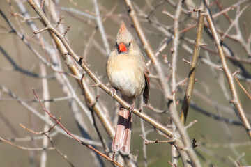 Light Colored Cardinal