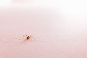 Small spider inside house, isolated on a white wall.