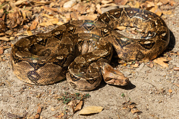 BOA