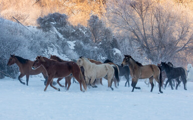 Obraz premium Horse drive in winter on Hideout Ranch, Shell, Wyoming. Herd of horses running in winters snow.