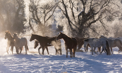 Horse drive in winter on Hideout Ranch, Shell, Wyoming. Cold morning with herd of horses with mist and frost
