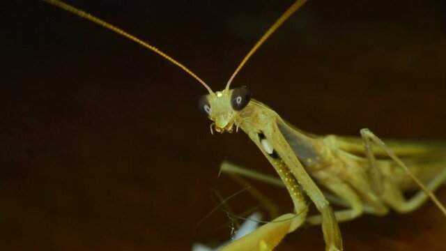 Closeup of a praying mantis 4k