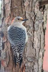 Red Bellied Woodpecker on tree