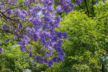 Ramas y flores de Jacarandas con el cielo azul de fondo