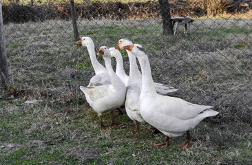 white geese in the garden.