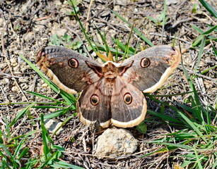 The small emperor moth (Saturnia pavonia)