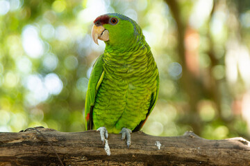 PERICOS MEXICANOS