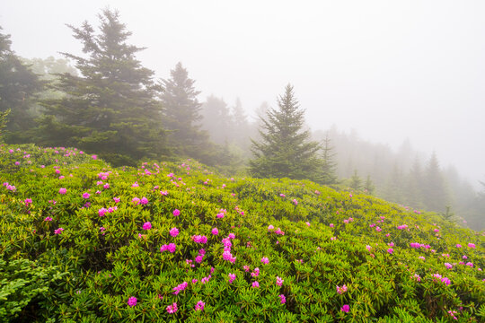 Rhododendrons in bloom in the Roan Mountain Gardens, Cherokee National Forest, Carver's Gap, Bakersville, North Carolina.