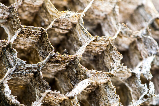 Close up of old wasp nest pattern, Celo, North Carolina.