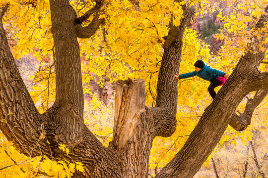 A girl climbing a tree at the Box Elder Recreation Site, Dolores River Canyon, Dove Creek, Colorado.