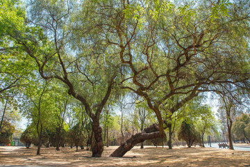 Árbol grande en parque de la Ciudad de México 