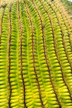 Close up of saguaro cactus spines, Phoenix area, Arizona.