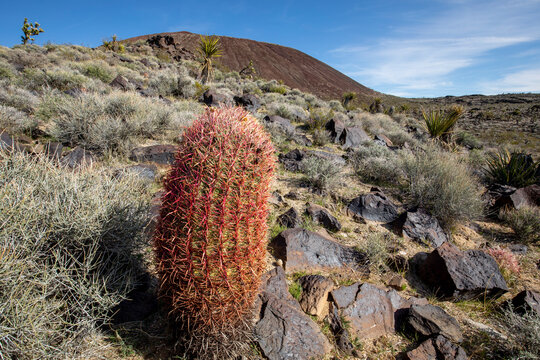 Mojave National Preserve, California: Giant cactus and geologic formations. 
