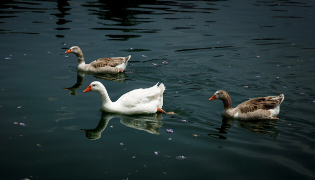 Grupo de patos nadando en un lago de Chapultepec en la Ciudad de México 