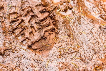 Muddy boot print, San Juan National Forest, Durango, Colorado.