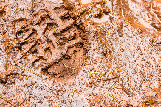 Muddy boot print, San Juan National Forest, Durango, Colorado.