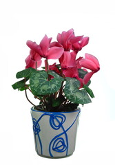Pink flower of cyclamen in a pot isolated on white background. Persian cyclamen flower. Beautiful and bright cyclamen, background, flowers and pots, spring plant, nice gift .