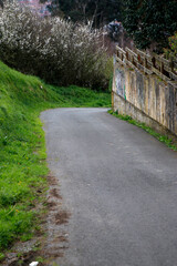 Path in the woods