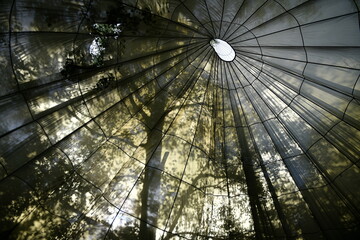 sun shining through a canopy and trees in a forest