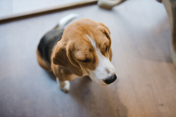 Beagle, English Beagle. The dog sitting quietly under the table