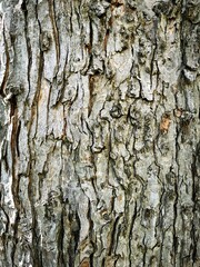 bark of a tree