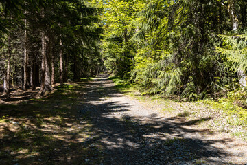 Long mountain trail in Jizera Mountains with high trees around