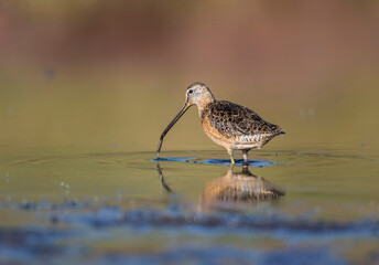 USA, Wyoming, Sublette County, Long-billed Dowitcher foraging for invertebrates in lake