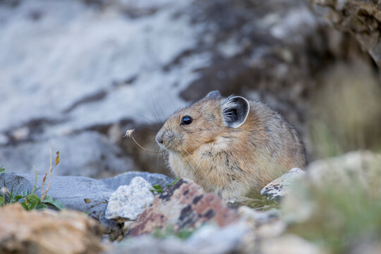 Ochotonidae Bilder Durchsuchen 50 Archivfotos, und