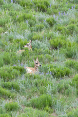 Yellowstone National Park, two baby pronghorn antelope lie nestled in the lupine.